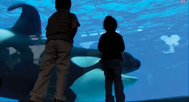 Blackfish